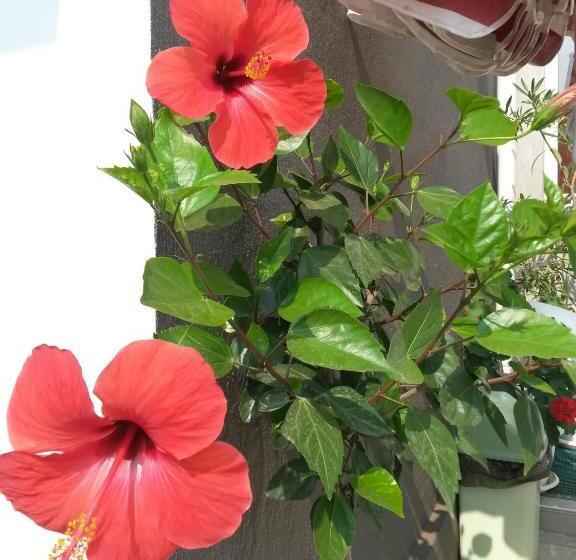 Pensão Guesthouse Kamelia