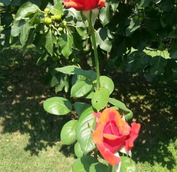 Pensão Guesthouse Kamelia