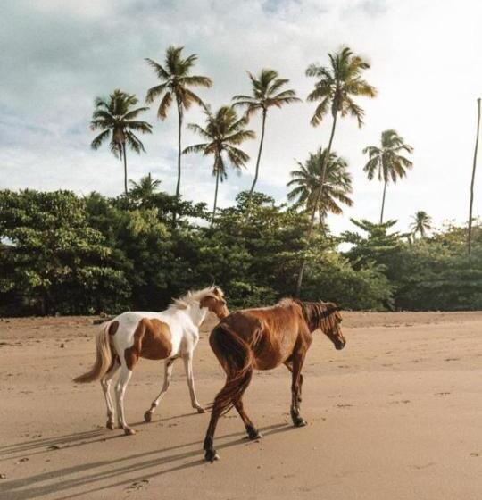 Пансион Eco Pousada Casa Bobô