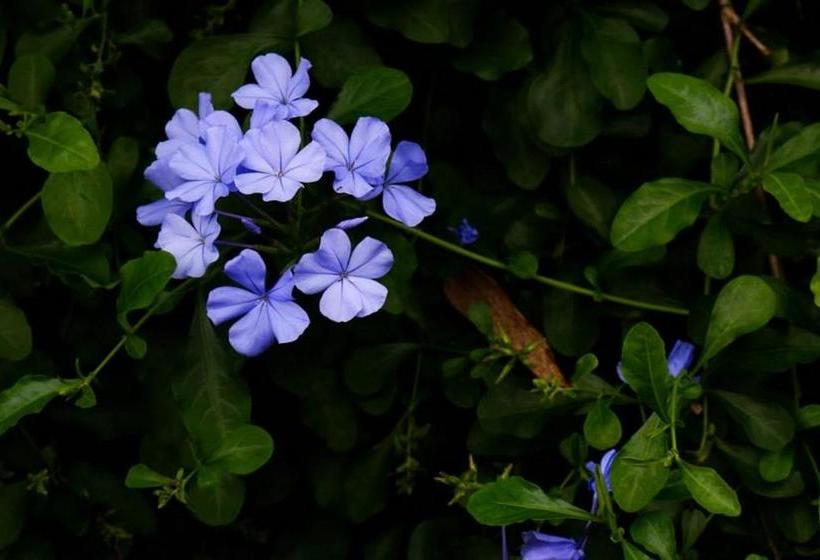 פנסיון Kaoseng Resort