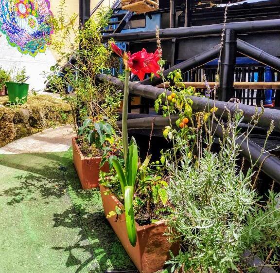 هاستل Hostal Bambu