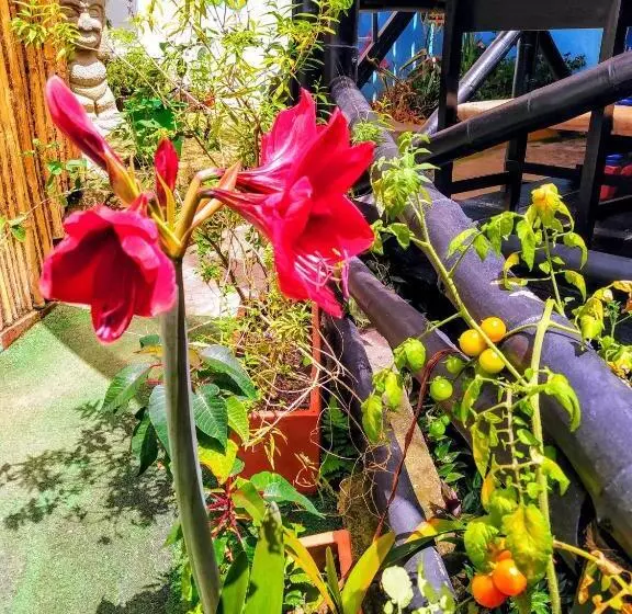 ユースホステル Hostal Bambu