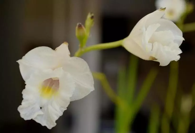 Residencial Portinari Ltda