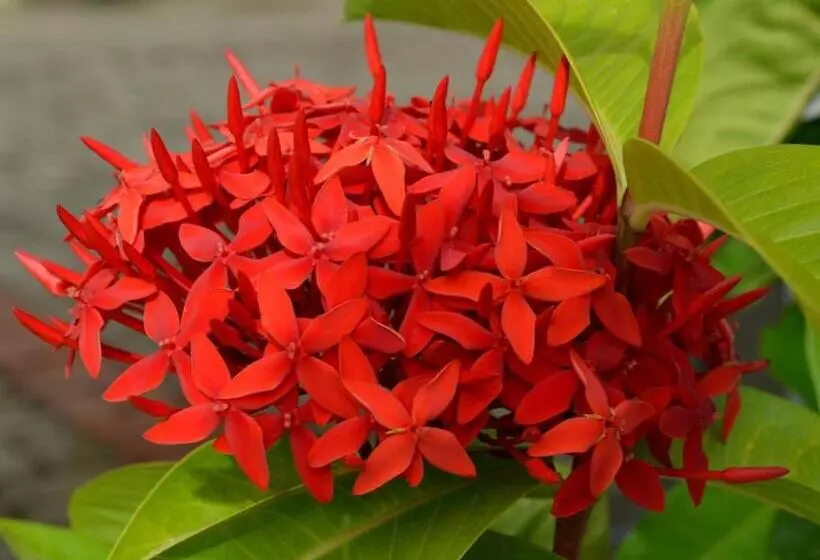 Residencial Portinari Ltda