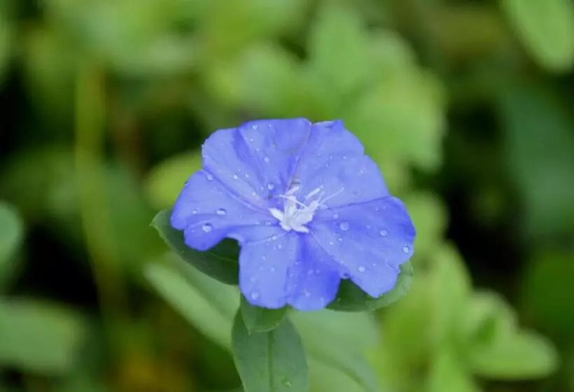 Residencial Portinari Ltda