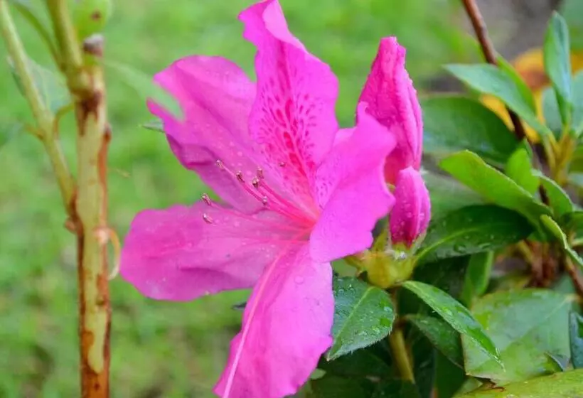 Residencial Portinari Ltda