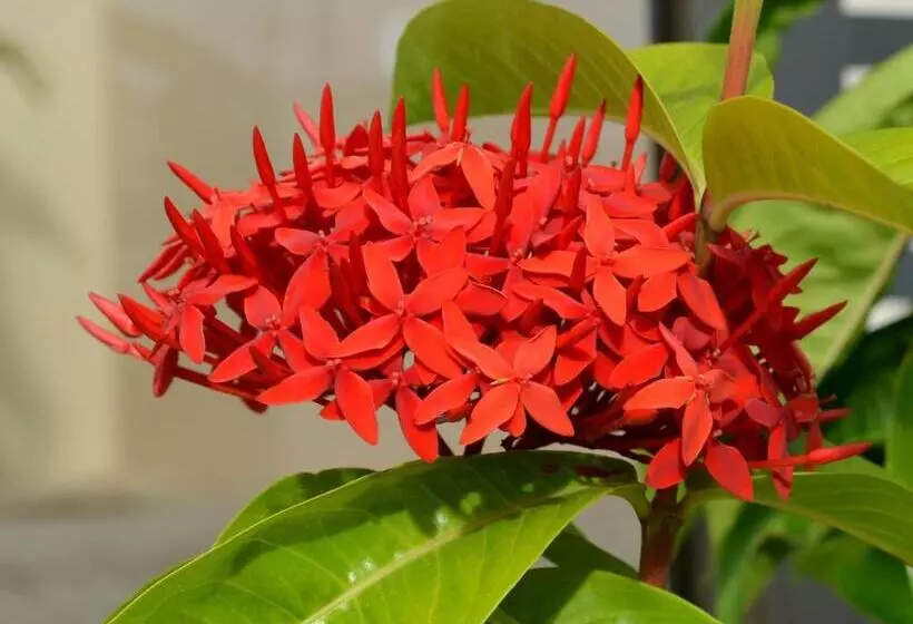 Residencial Portinari Ltda