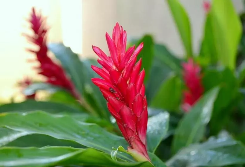 Residencial Portinari Ltda