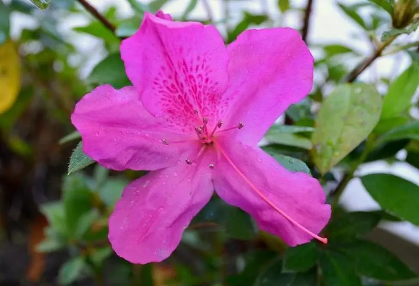 Residencial Portinari Ltda