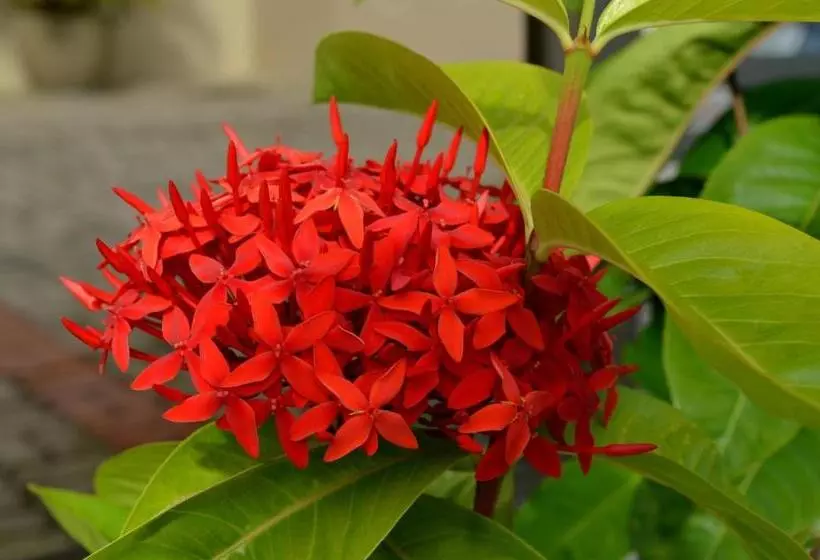 Residencial Portinari Ltda