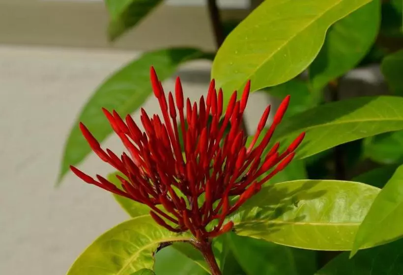 Residencial Portinari Ltda