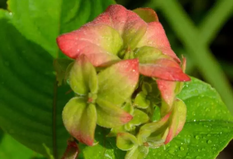 Residencial Portinari Ltda