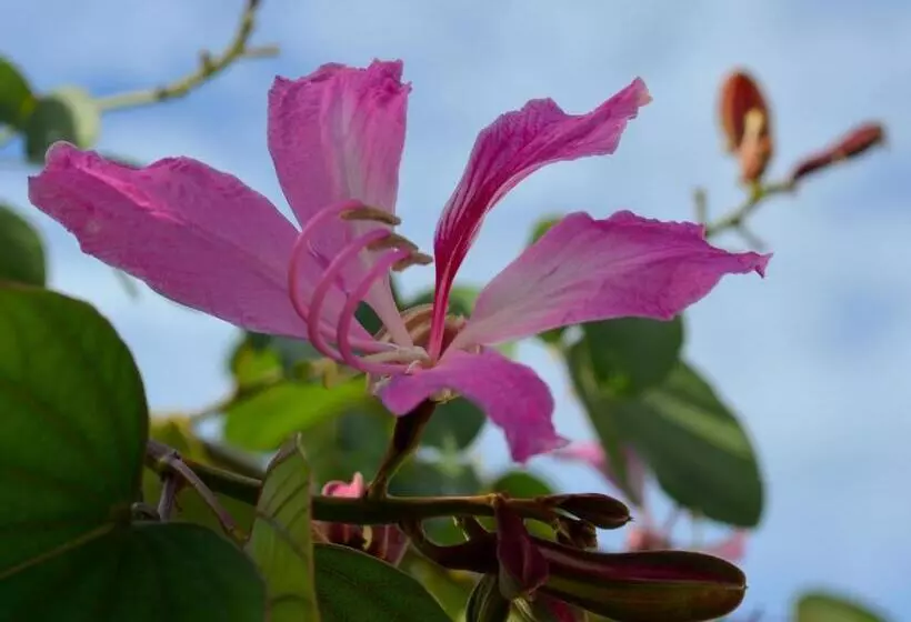 Residencial Portinari Ltda