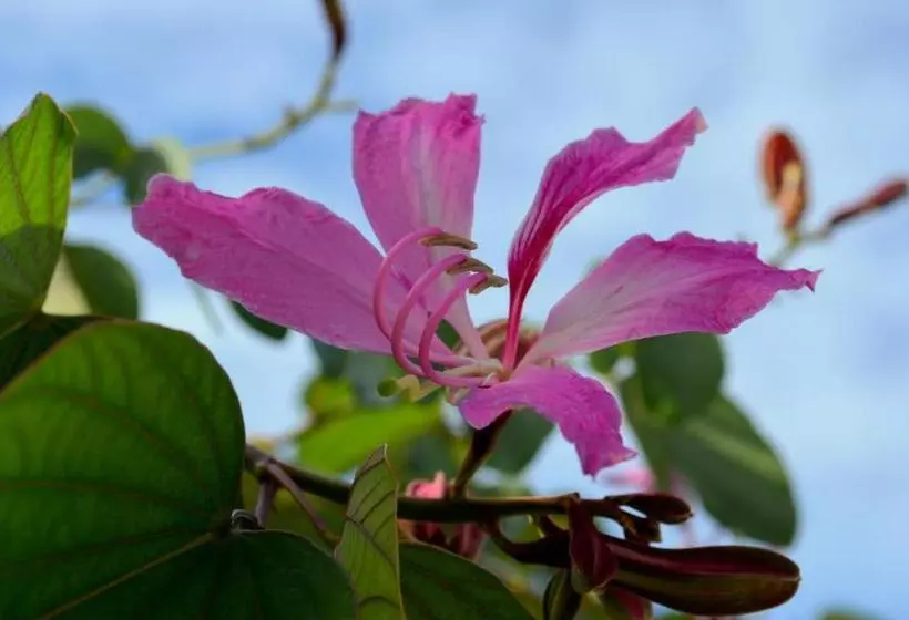 Residencial Portinari Ltda