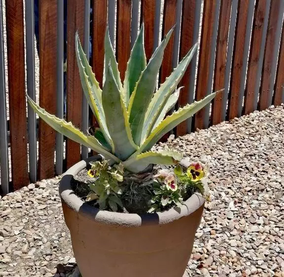 Majatalo Ons Huisie   No Loadshedding