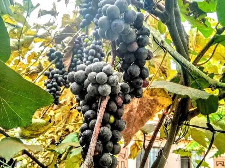 پانسیون Batumi Wonderland Guest House