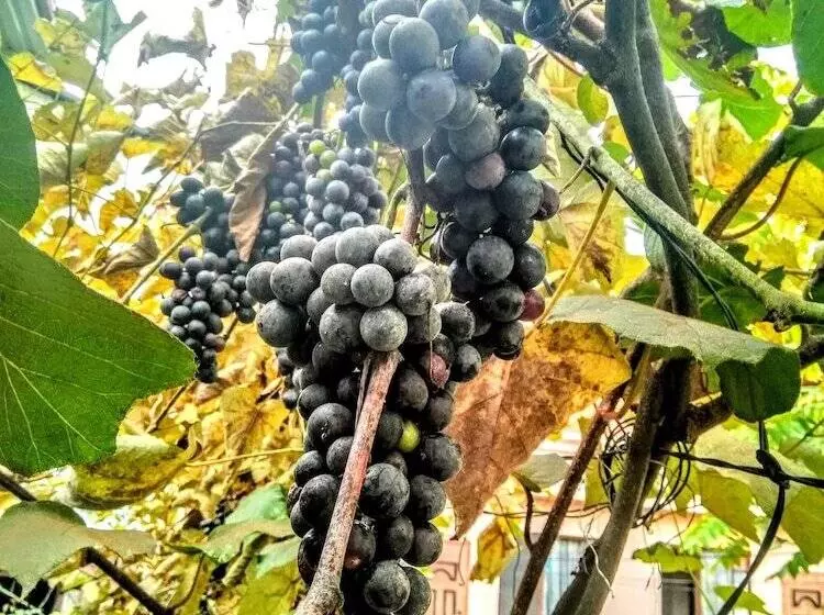 پانسیون Batumi Wonderland Guest House