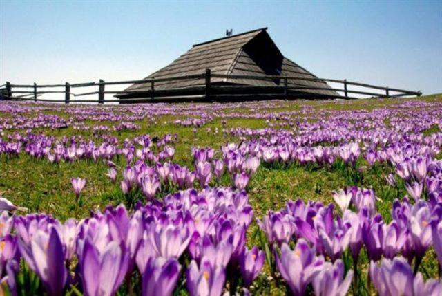 פנסיון Guest House Kraljev Hrib