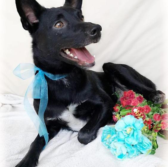 פנסיון @the Villa Guest House