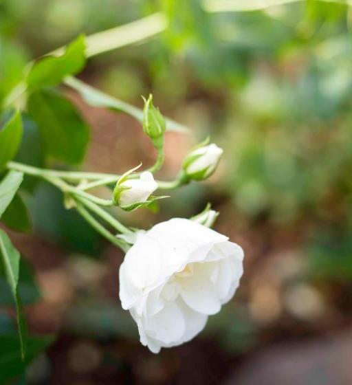 פנסיון @the Villa Guest House