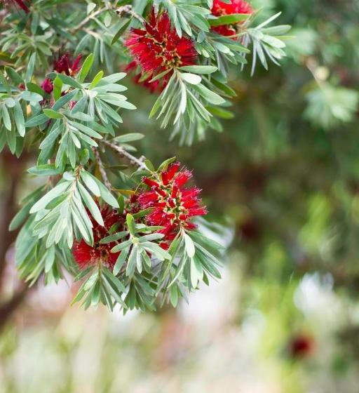 פנסיון @the Villa Guest House