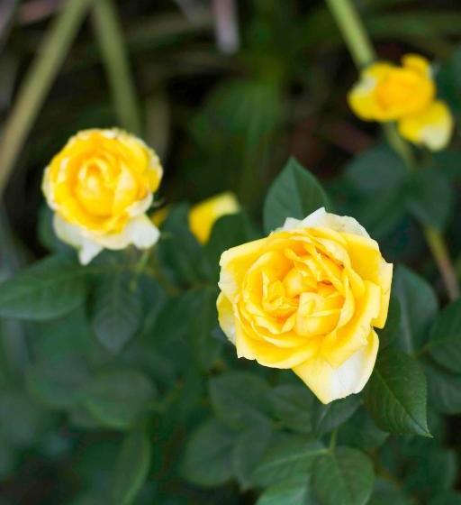 פנסיון @the Villa Guest House