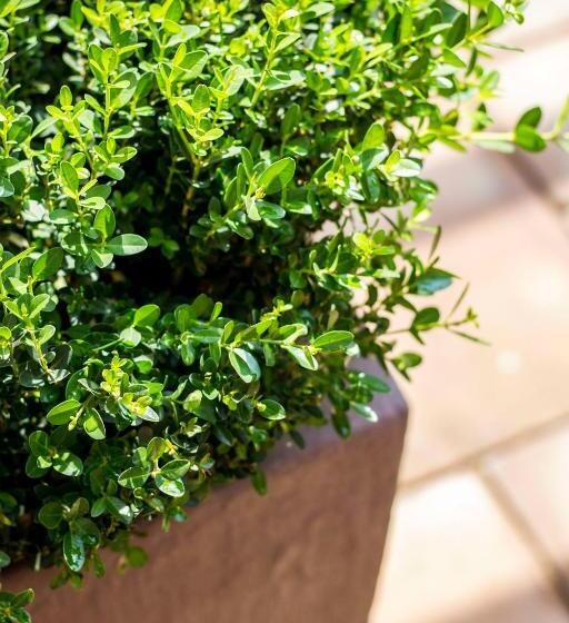 פנסיון @the Villa Guest House