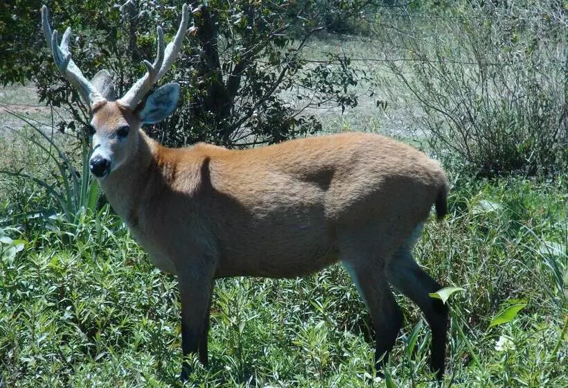 هاستل Posada Uguay   Esteros Del Iberá