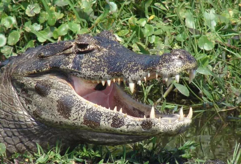 هاستل Posada Uguay   Esteros Del Iberá