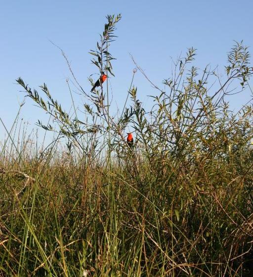 הוסטל Posada Uguay   Esteros Del Iberá