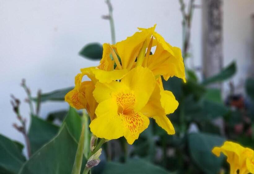 پانسیون Hostal Casa Vieja