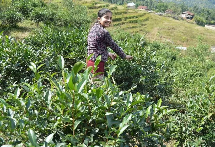 Mystique Highland Resort