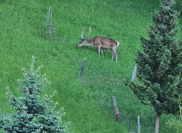 ペンション Penzión Dúhový Pstruh