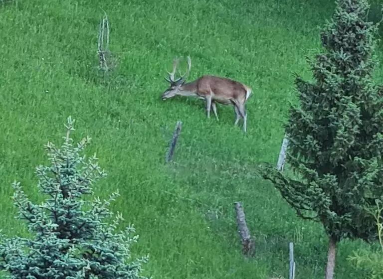 ペンション Penzión Dúhový Pstruh