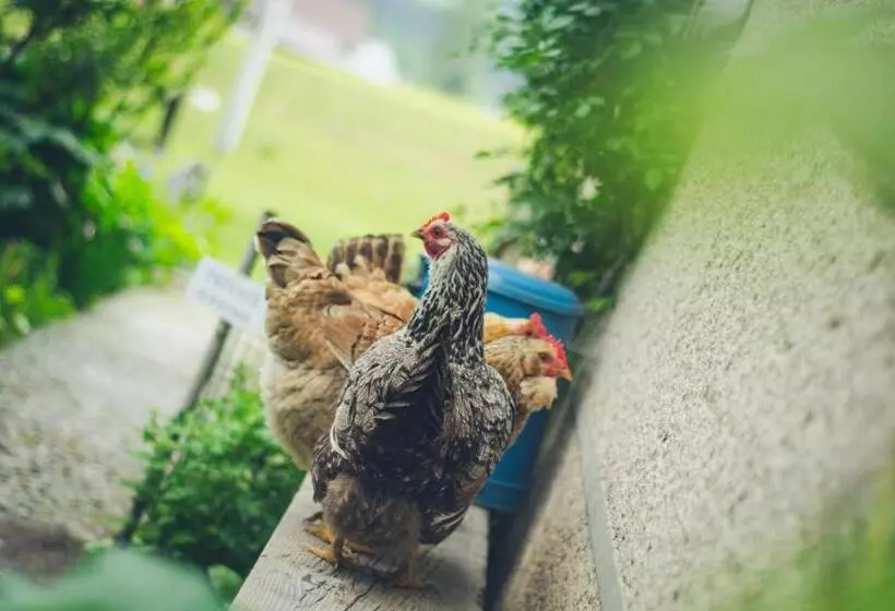 ペンション Apartment At Sedliacky Dvor   Brezno