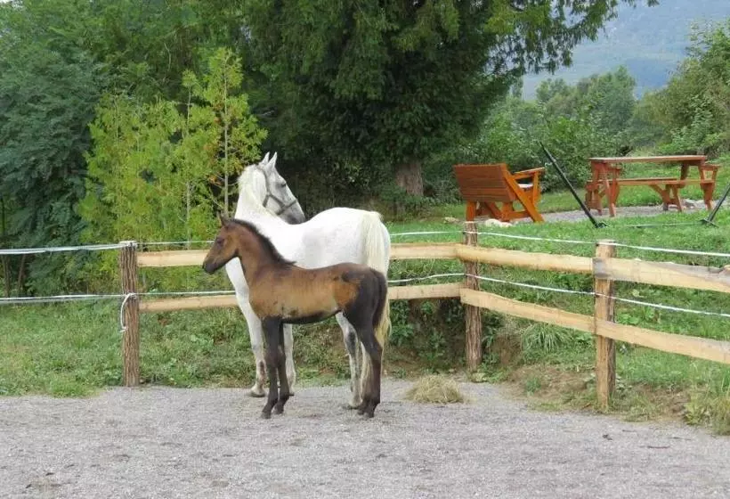 پانسیون Lipizzaner Lodge Guest House