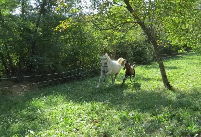 پانسیون Lipizzaner Lodge Guest House