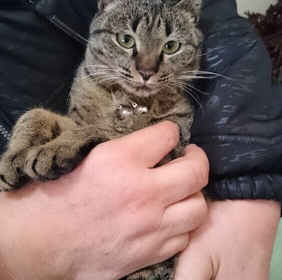 بنسيون Miyajima Guest House Mikuniya