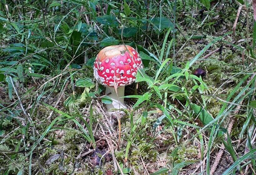 Pensionat Gästehaus Sahler