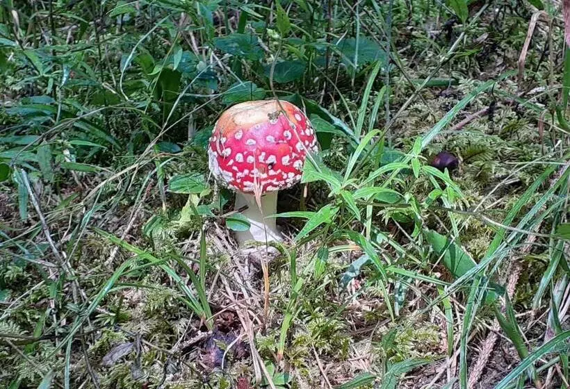 Majatalo Gästehaus Sahler