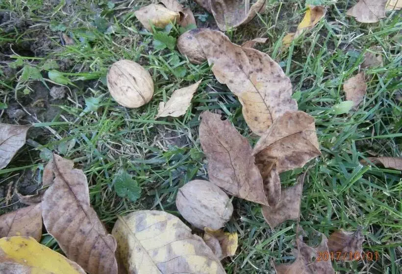 Majatalo Nádkunyhó Vendégház