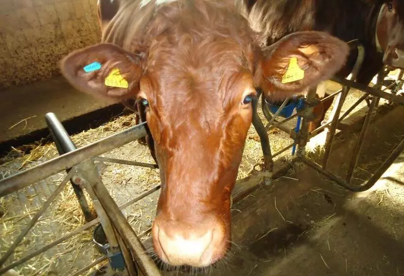 Pension Greimelbacherhof