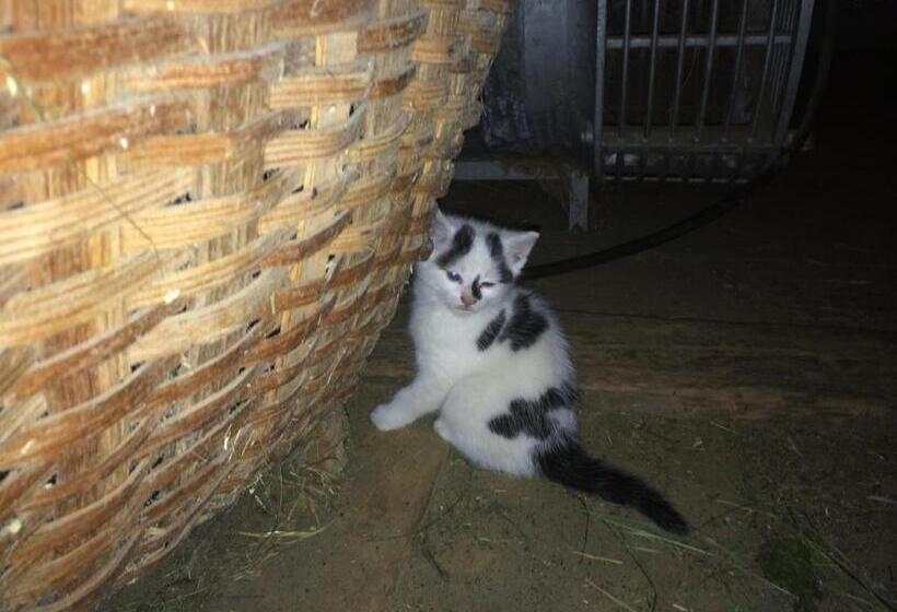 Pension Greimelbacherhof