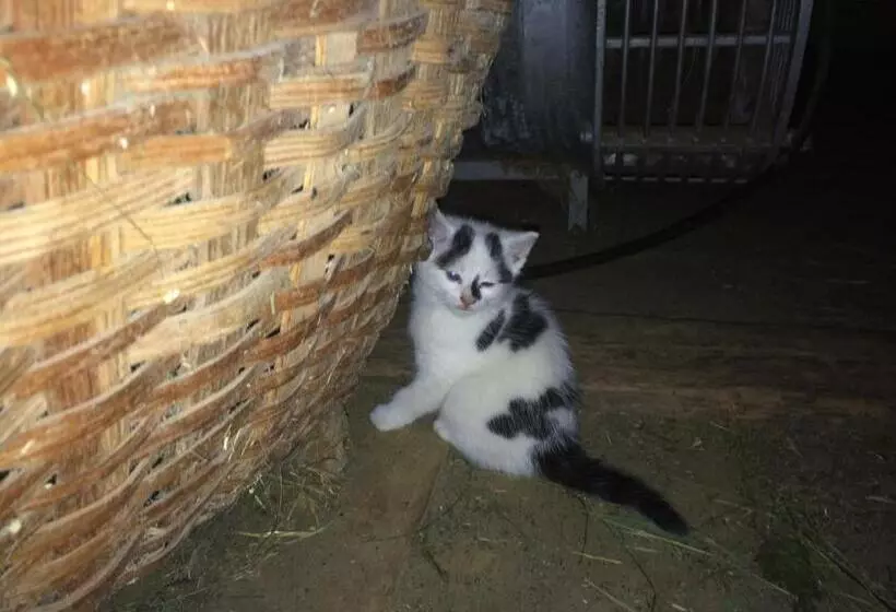 Pension Greimelbacherhof