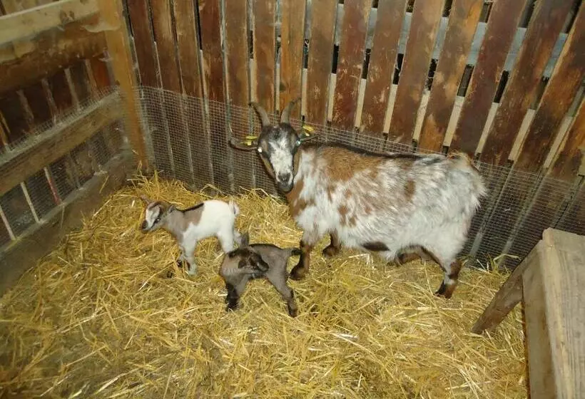 Pension Greimelbacherhof