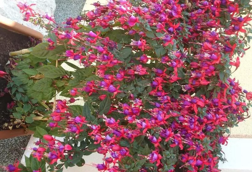 Pension Greimelbacherhof