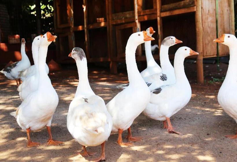 旅馆 Monte Carlo Pousada