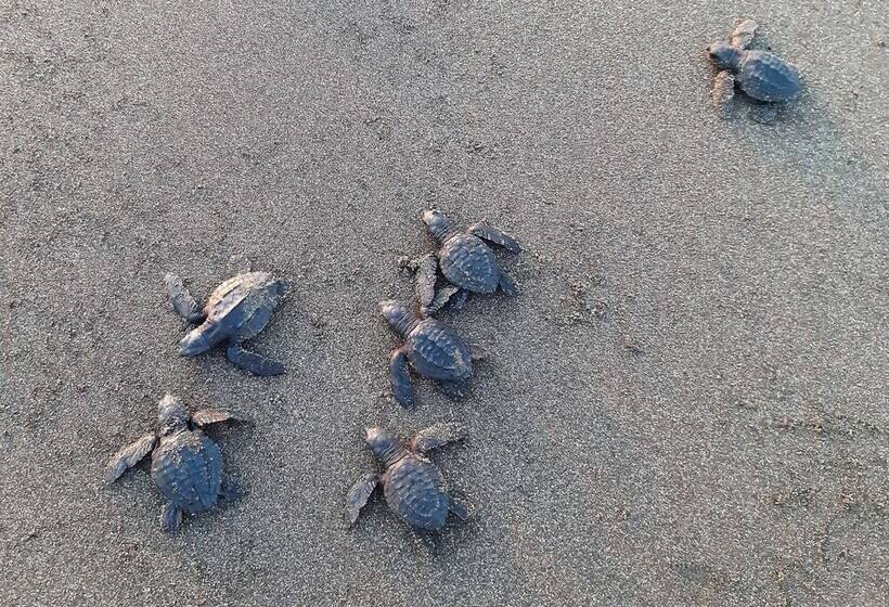 پانسیون Capricho Beach House