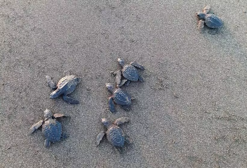 Majatalo Capricho Beach House