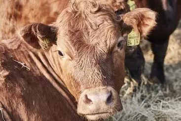 Отель Hohenhaus